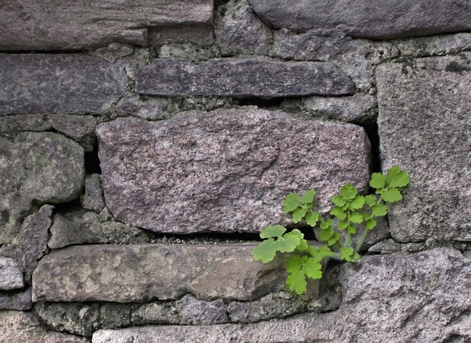 gray concrete wall and green plant preview