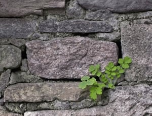 gray concrete wall and green plant thumbnail