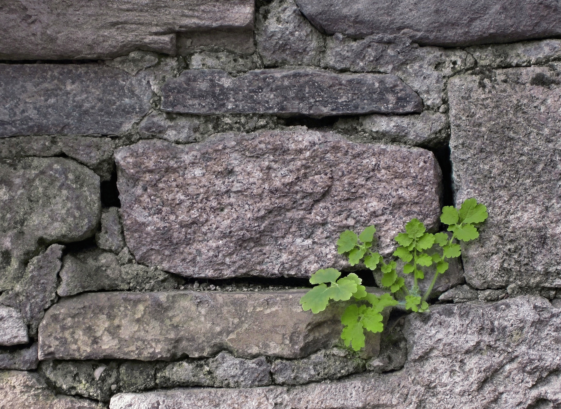 gray concrete wall and green plant
