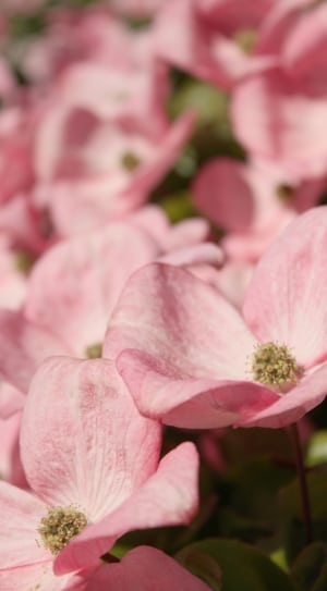 macro shot of pink flower thumbnail