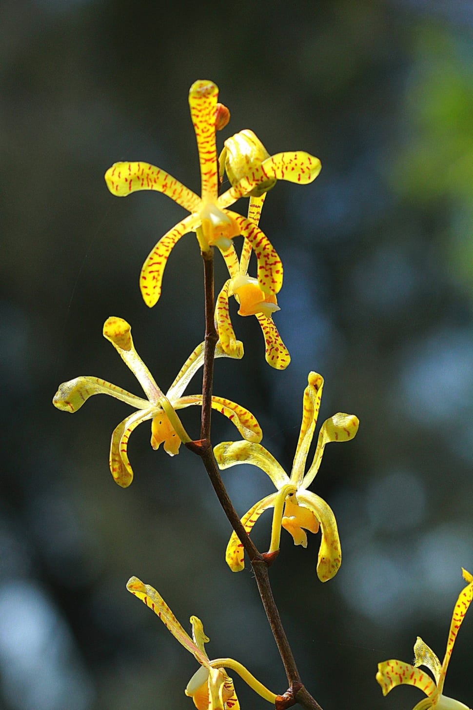 yellow orchid preview