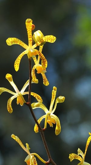 yellow orchid thumbnail