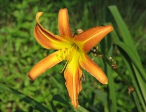 orange and yellow flower thumbnail