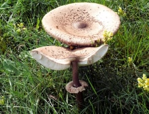 beige and brown mushroom thumbnail