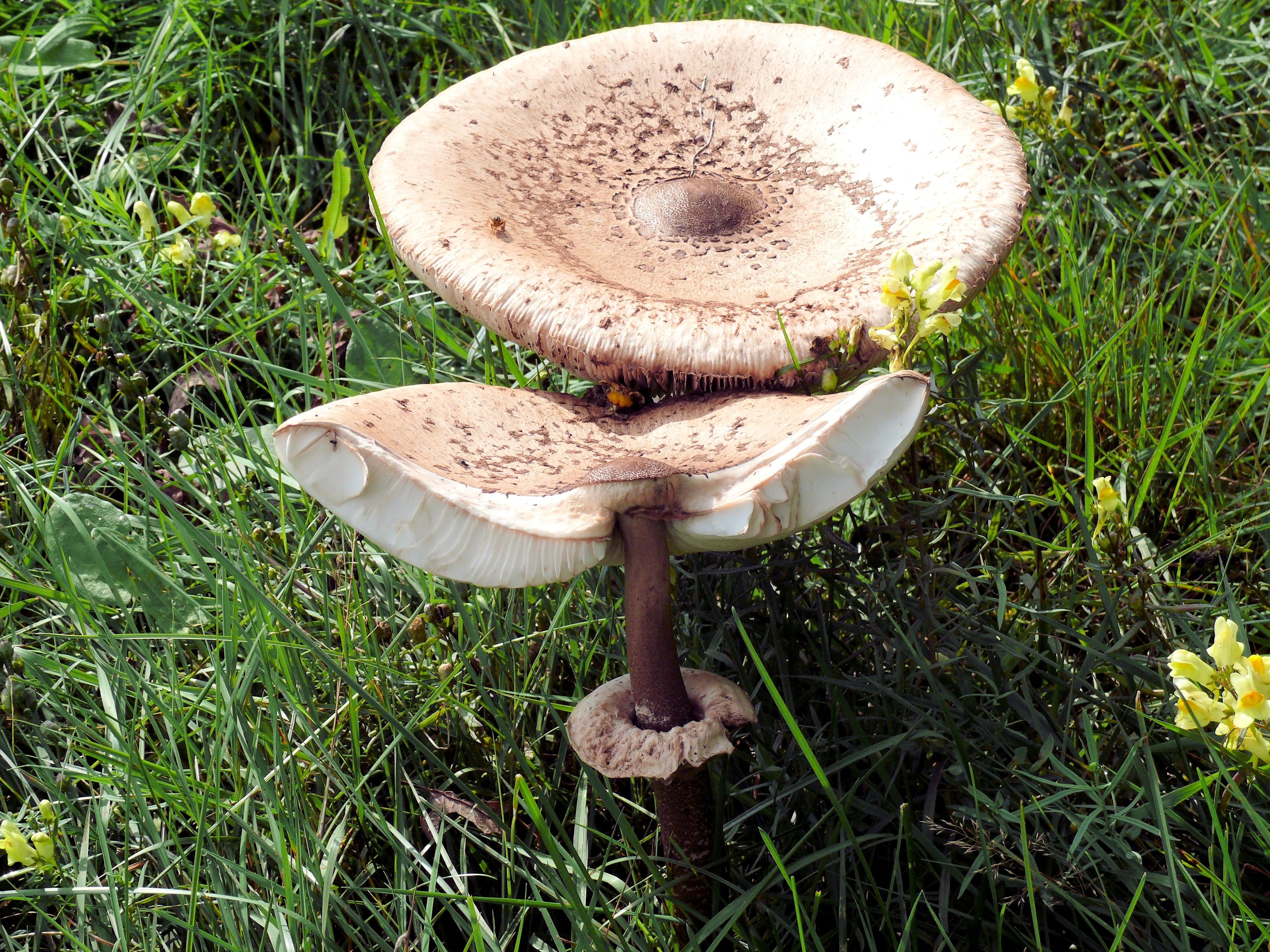 beige and brown mushroom