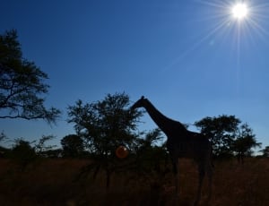 giraffe silhouette thumbnail