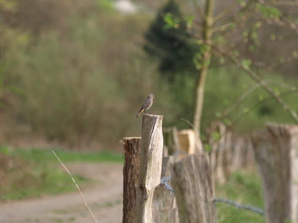 focus picture of gray bird on top of white wooden fence preview