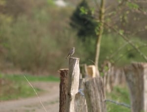 focus picture of gray bird on top of white wooden fence thumbnail