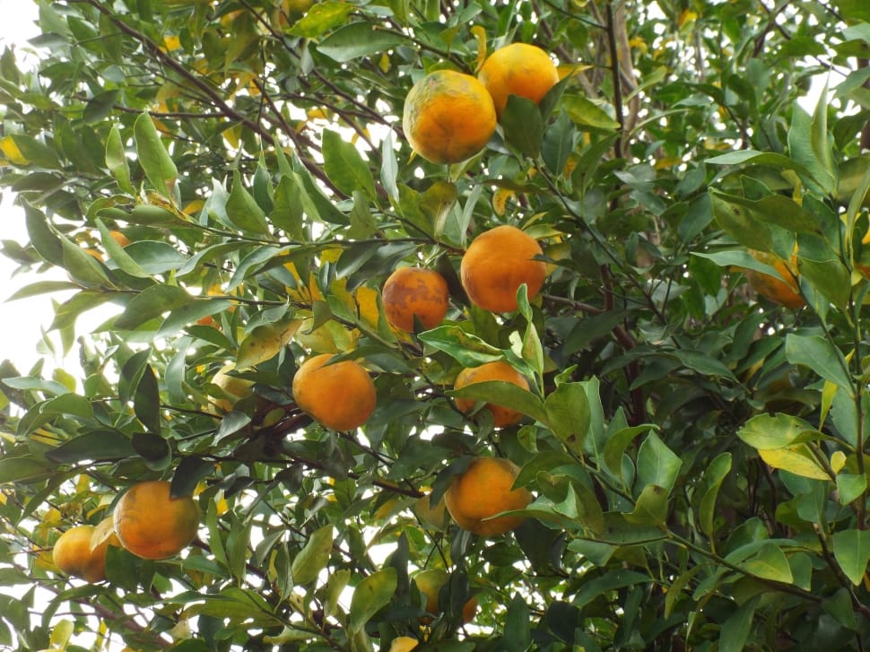 orange fruits on tree during daytime preview