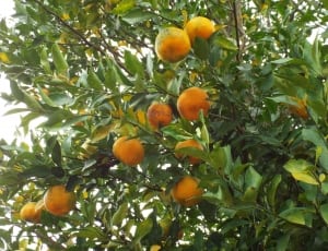 orange fruits on tree during daytime thumbnail
