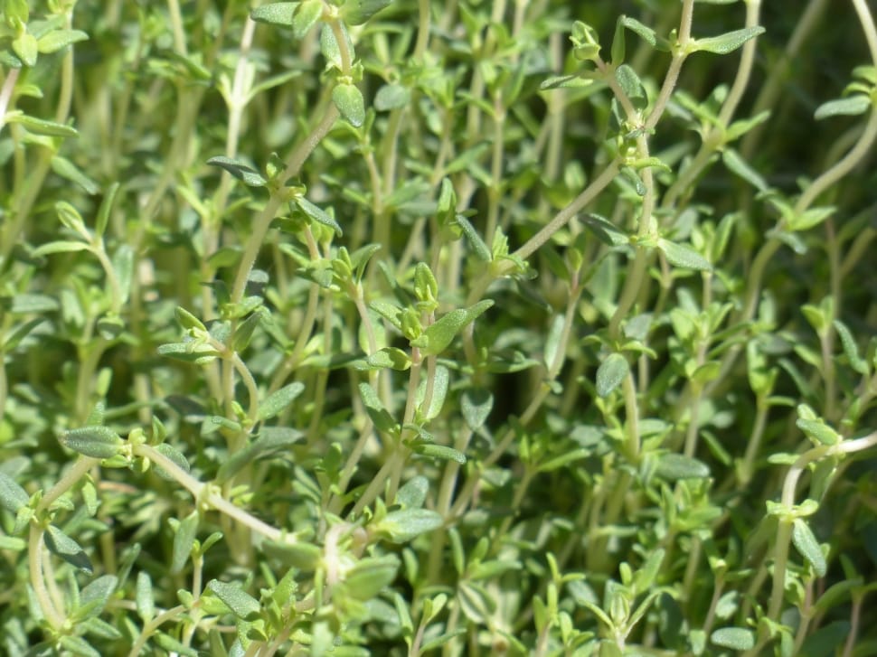 green oval leaf bush preview