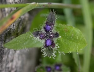 purple and black flower bud thumbnail