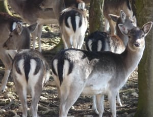 gray and black reindeer lot thumbnail