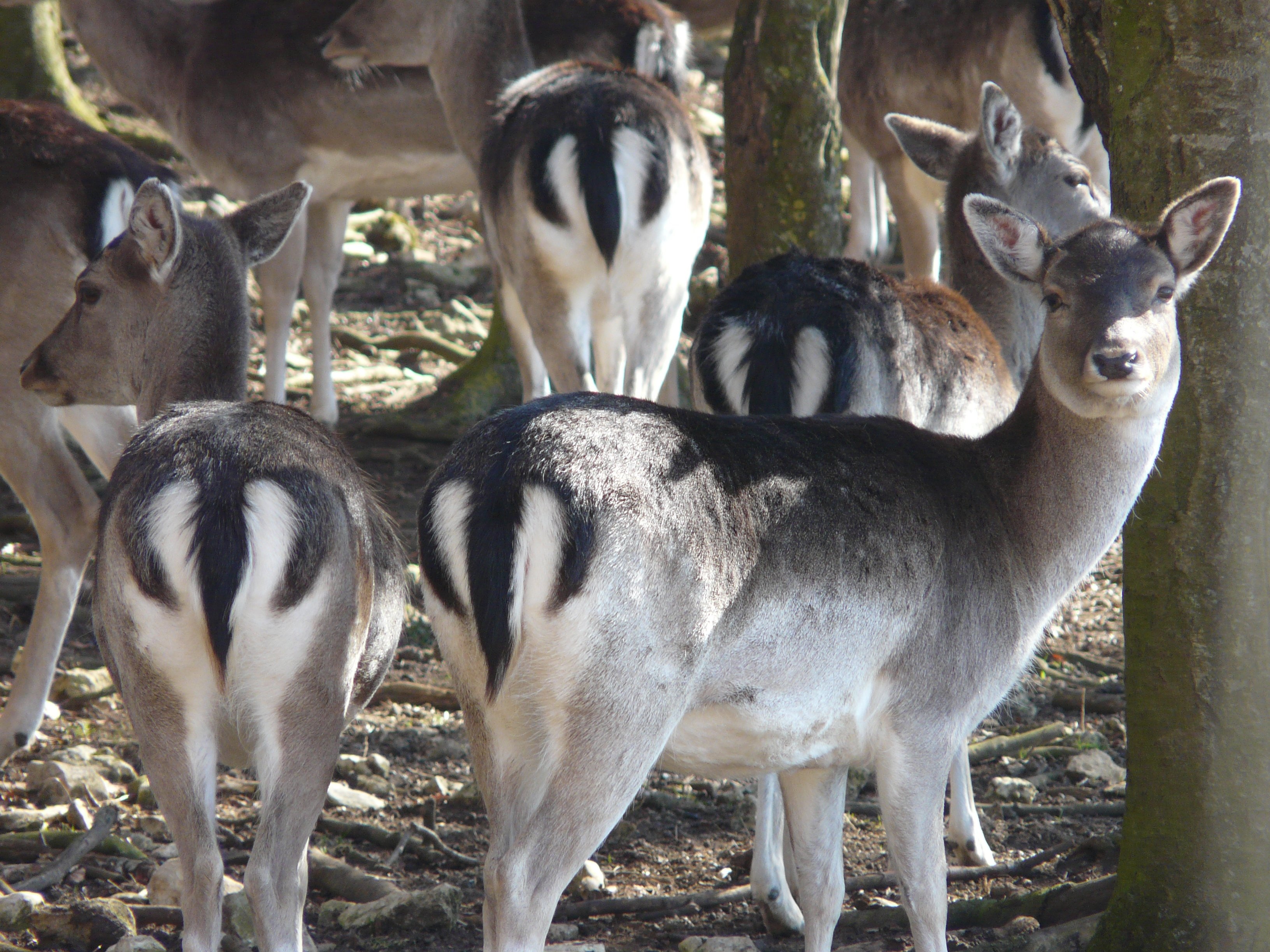 gray and black reindeer lot