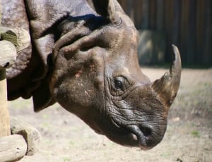 rhinoceros thumbnail