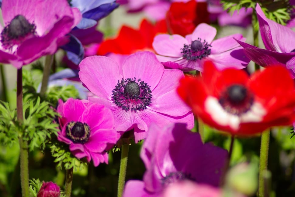 pink and red anemones preview