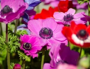 pink and red anemones thumbnail