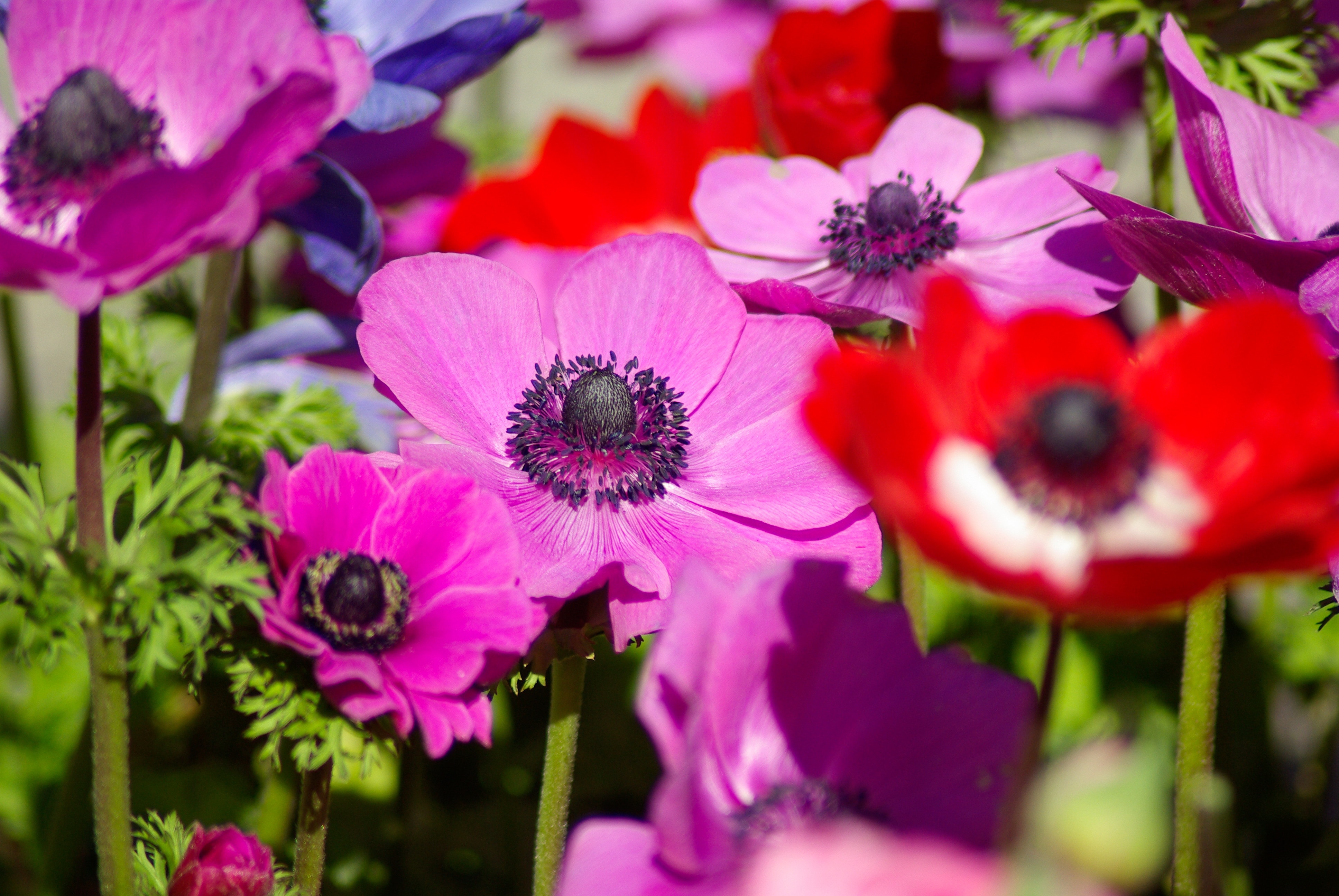 pink and red anemones