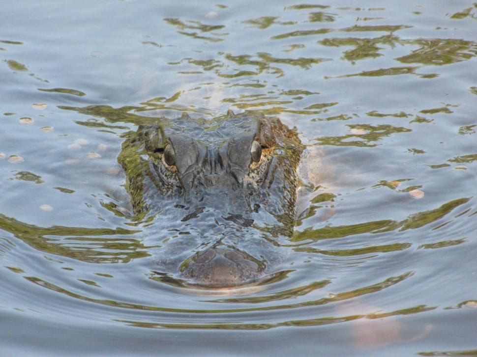 gray alligator preview