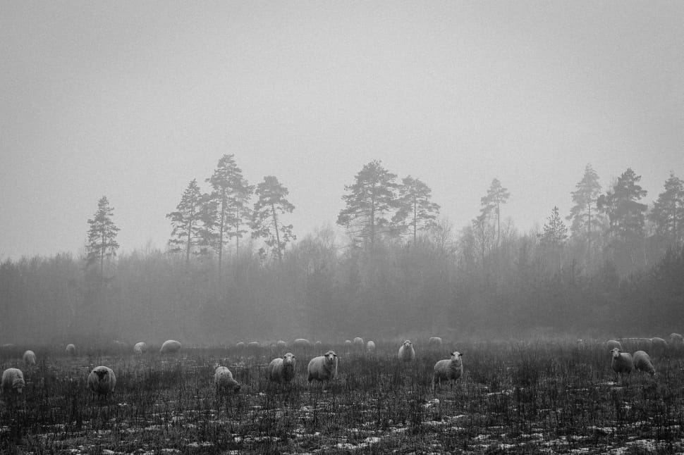 herd of sheep preview