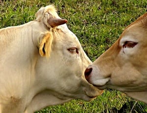 2 coww thumbnail