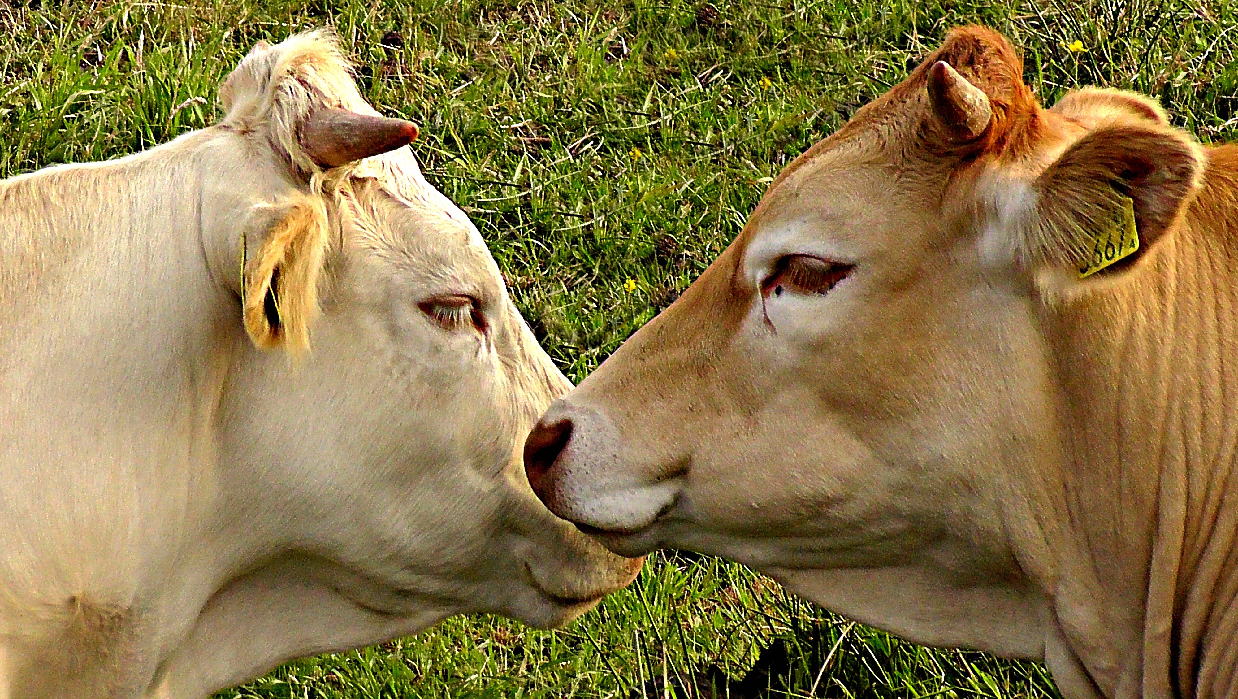 2 coww