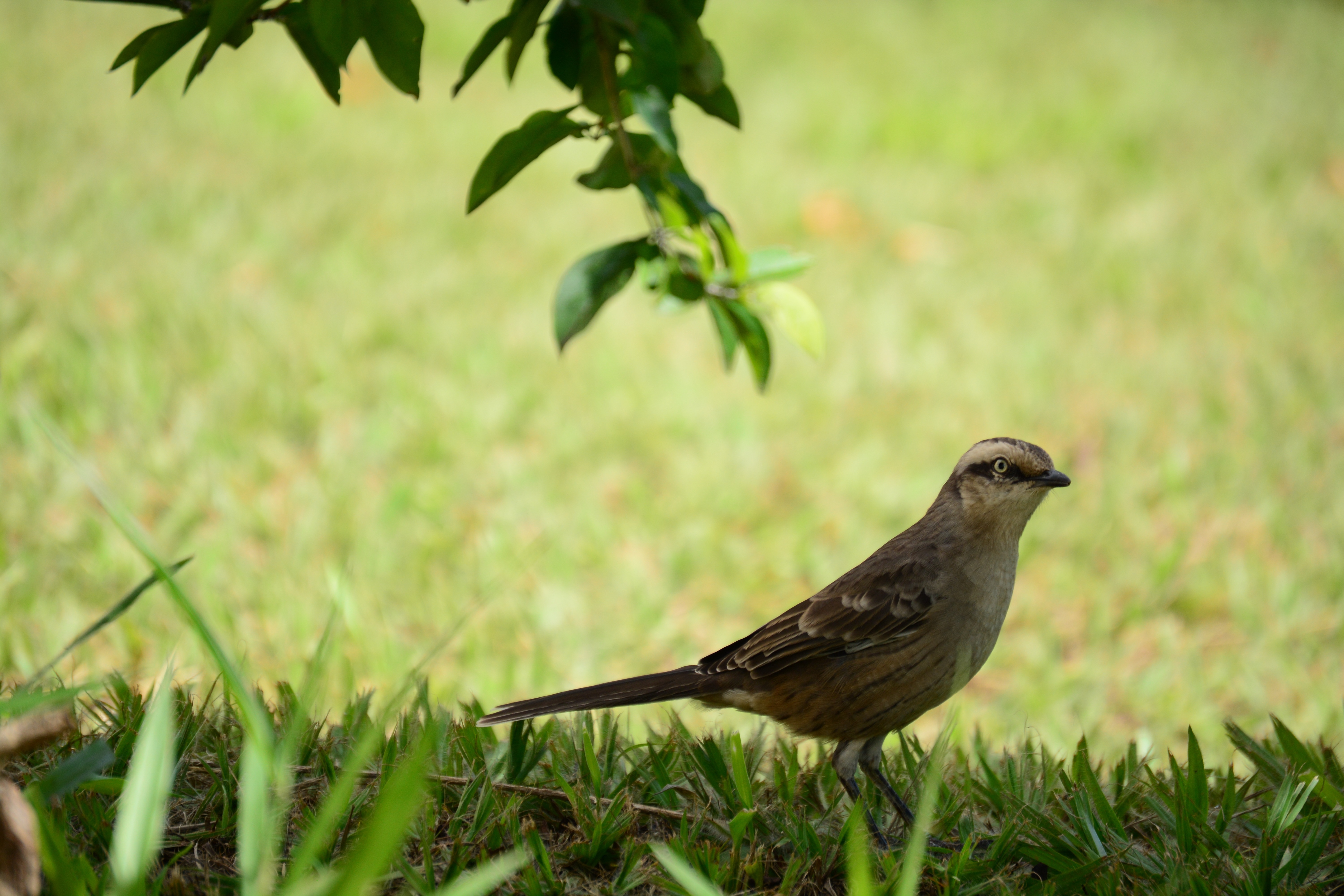 brown and black sparrow