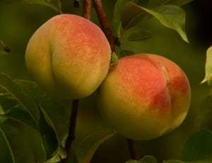 pink and yellow round fruit thumbnail