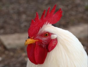 white and red rooster thumbnail