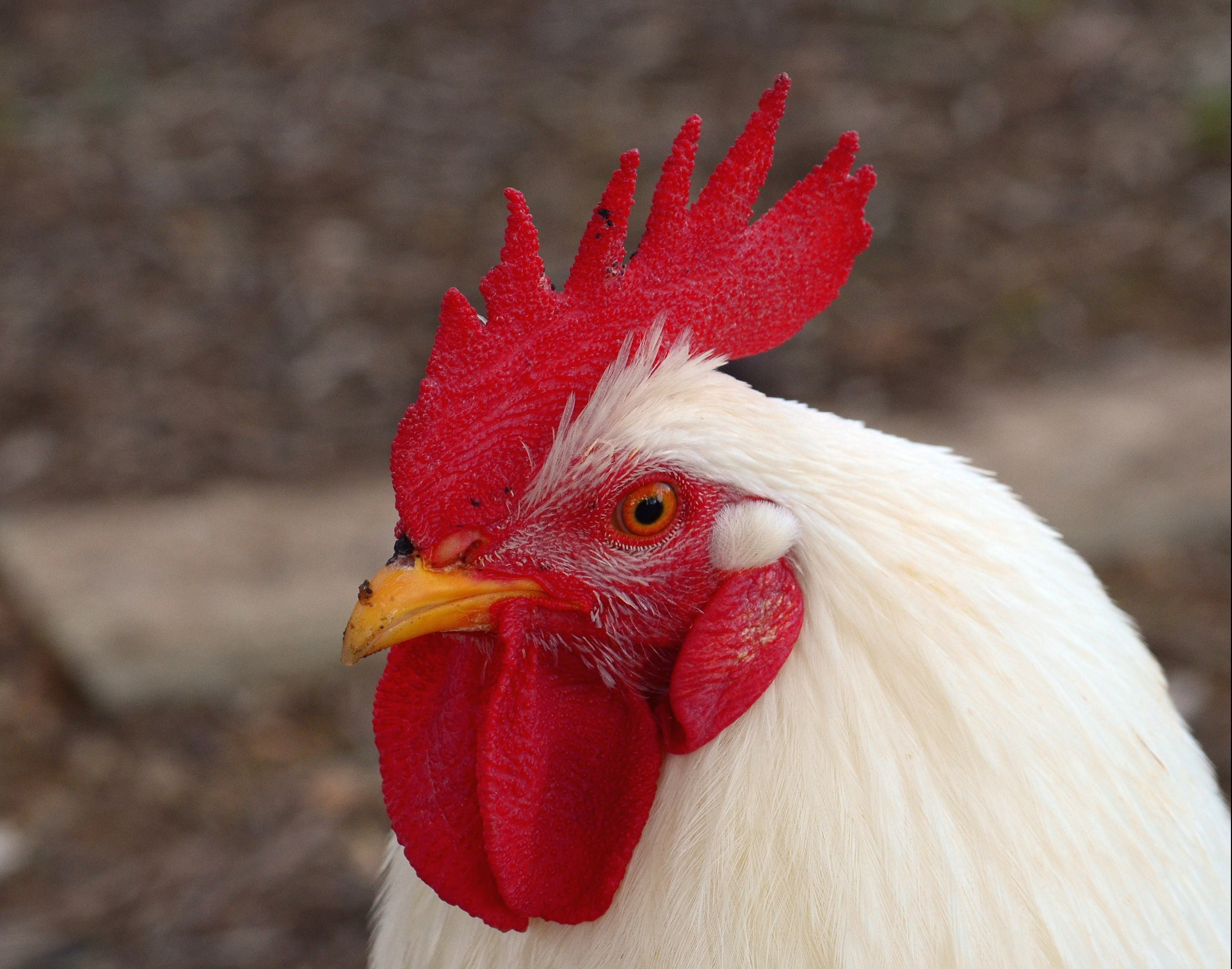 white and red rooster