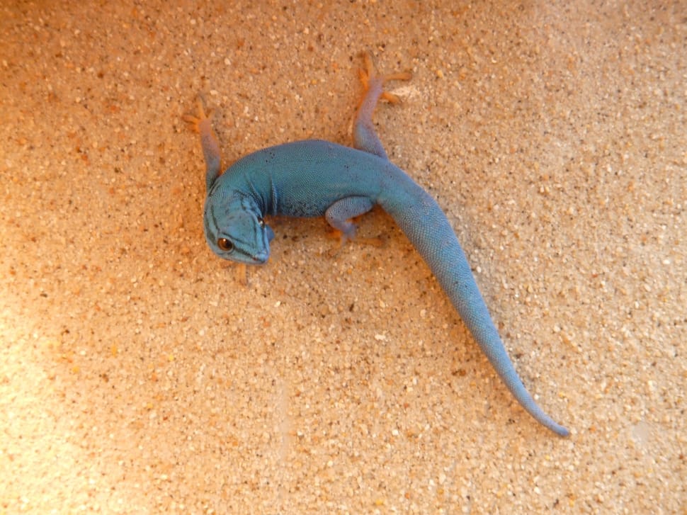 blue lizard preview