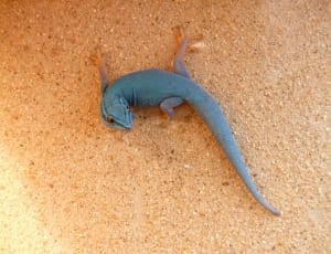 blue lizard thumbnail