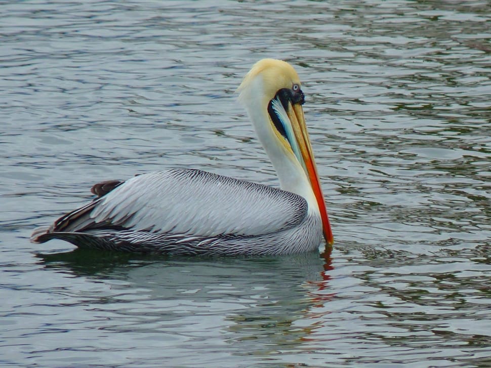 pelican bird preview