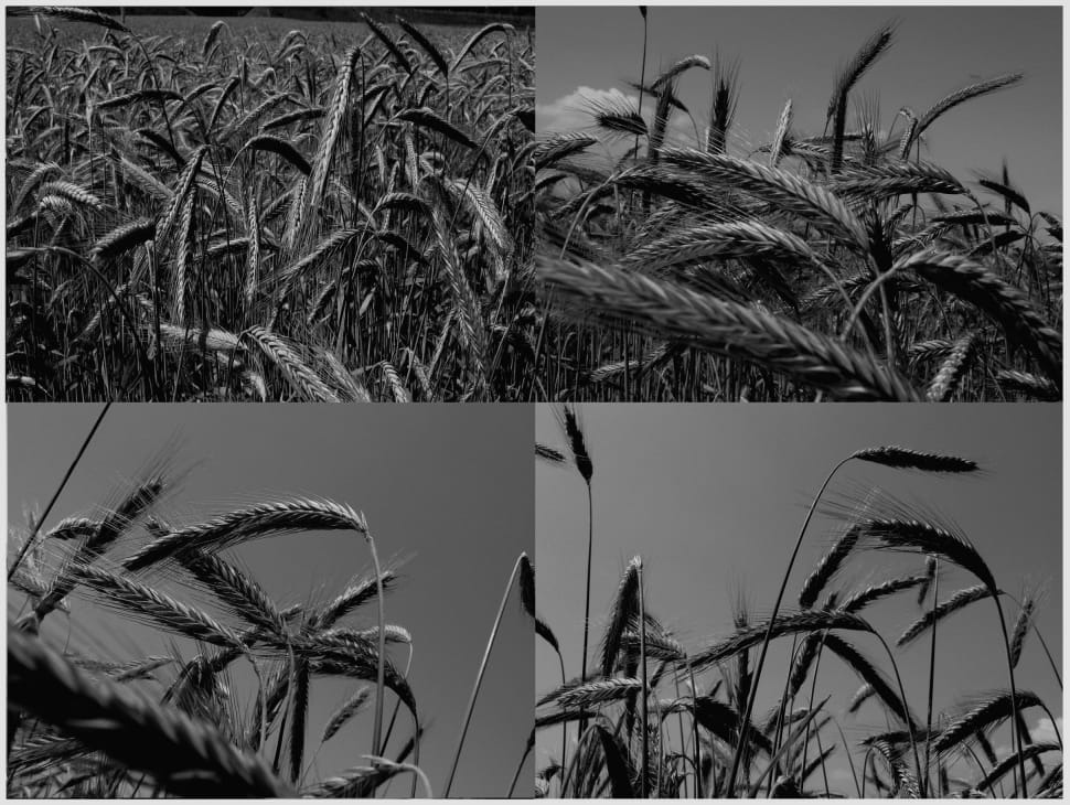 grayscale photo of grass preview