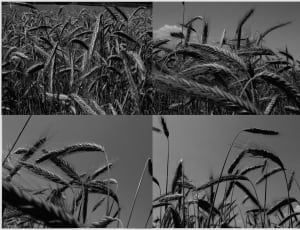 grayscale photo of grass thumbnail