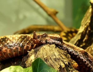 brown and black snake thumbnail