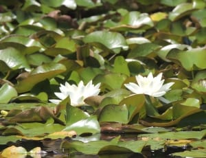 2 white water lilies thumbnail