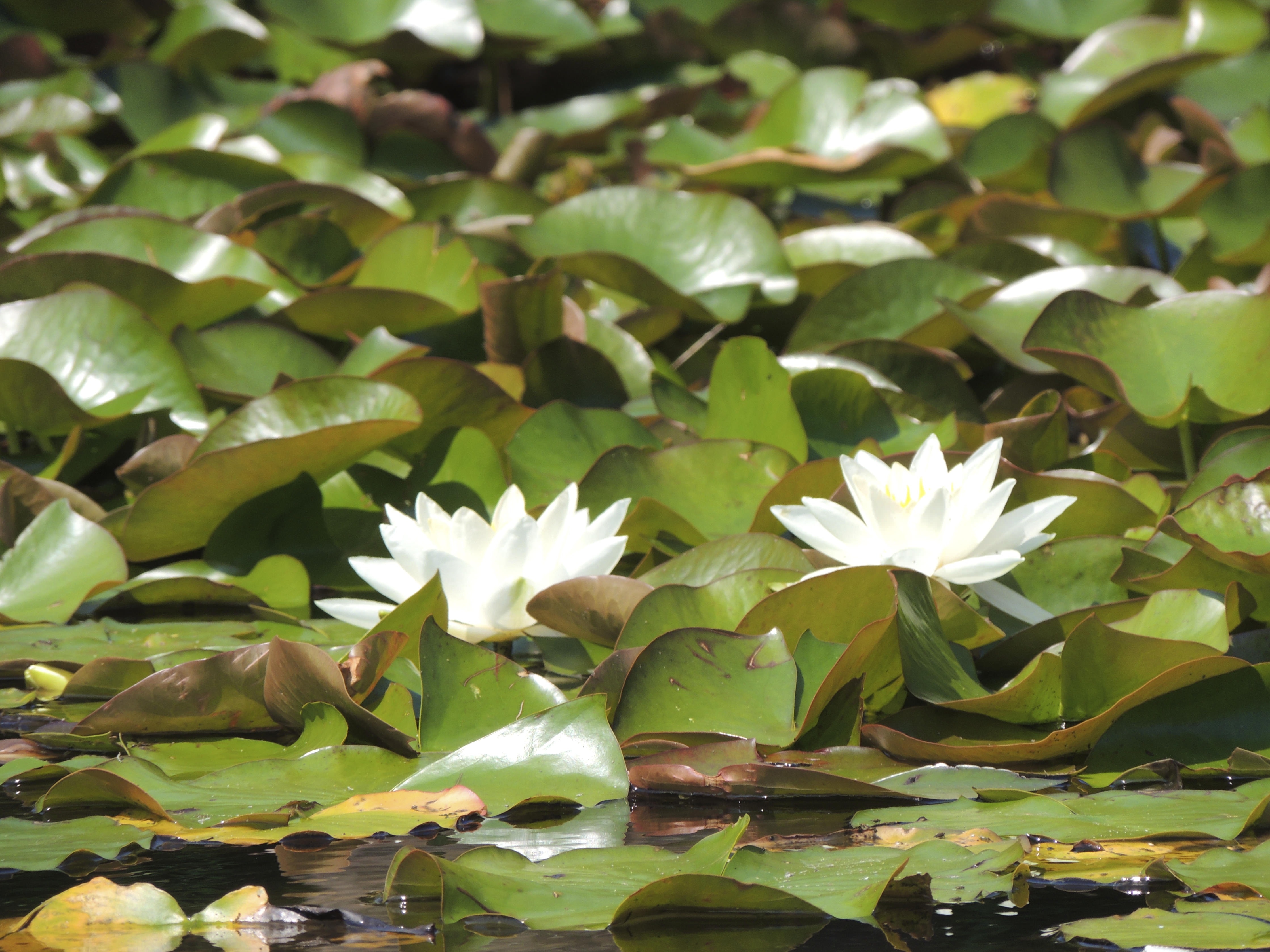 2 white water lilies