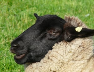 black and beige sheep thumbnail