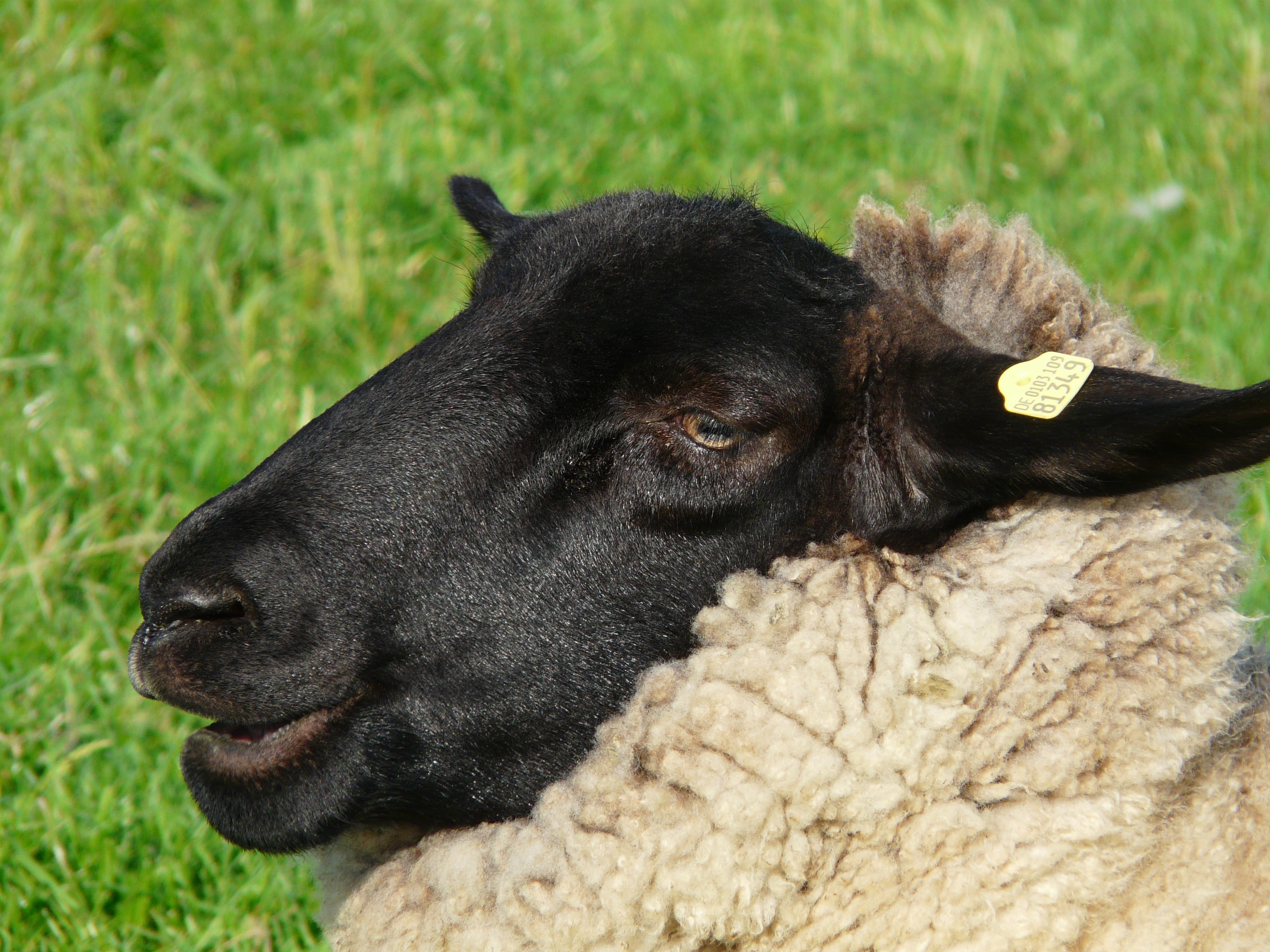 black and beige sheep