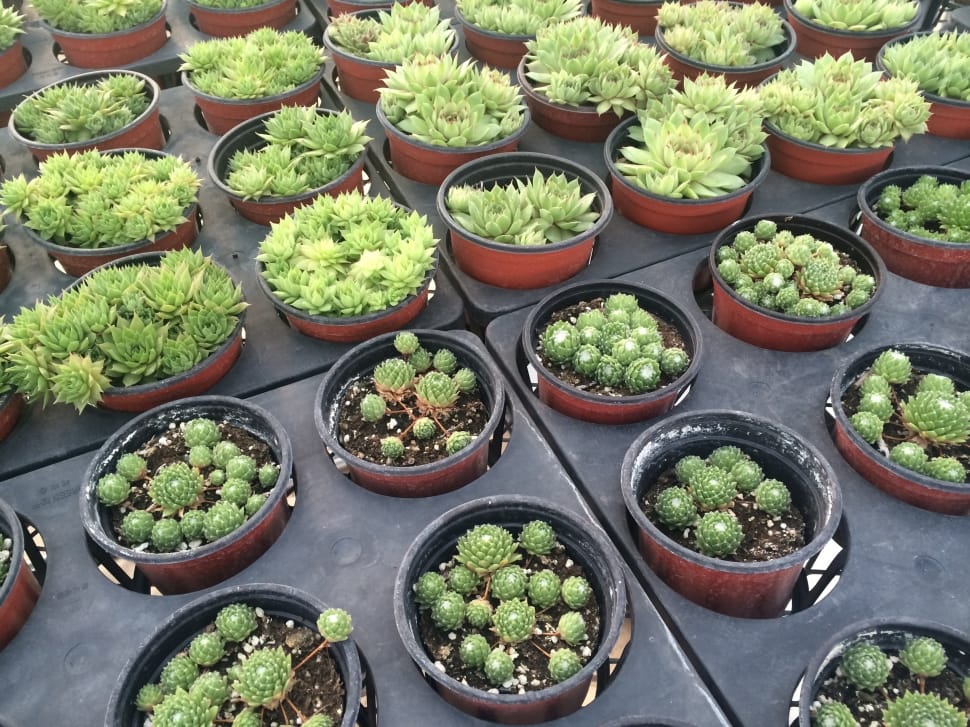 green cactus plants preview
