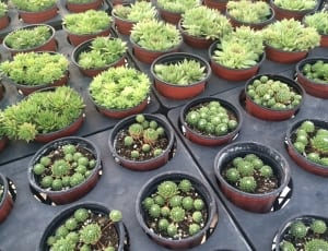 green cactus plants thumbnail