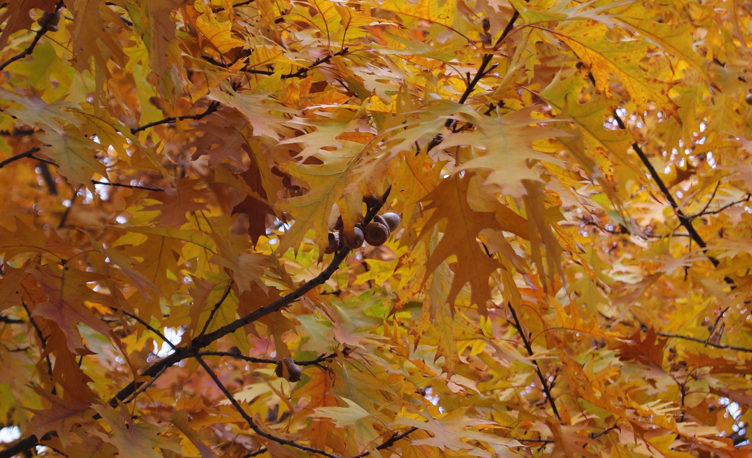 orange maple leaves