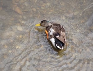 mallard duck on clear body of water thumbnail