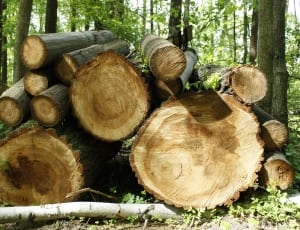 pile of logs thumbnail