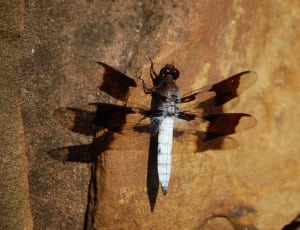 brown and white dragonfly thumbnail