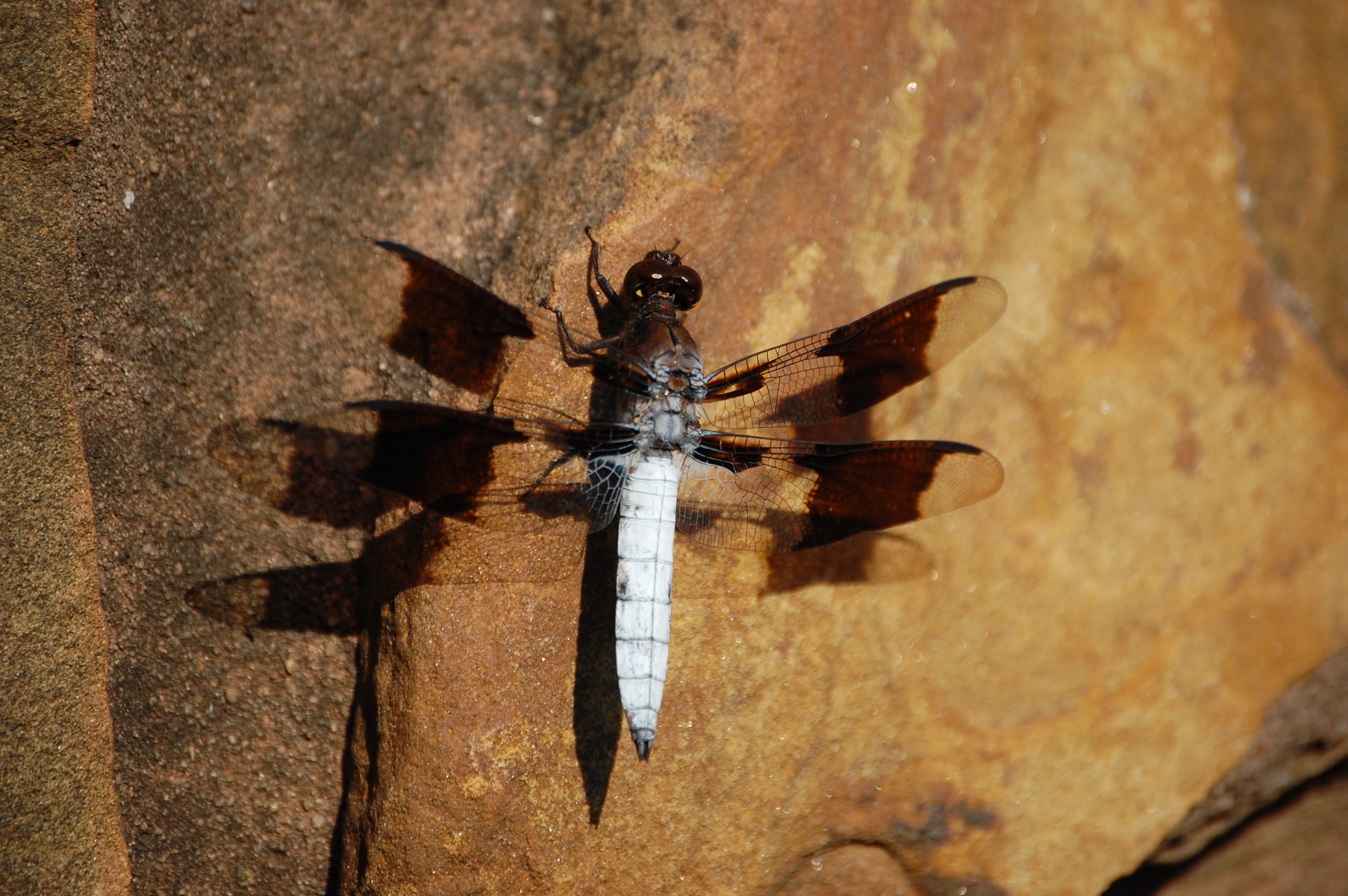brown and white dragonfly