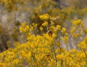 honey bee on yellow petaled flower thumbnail