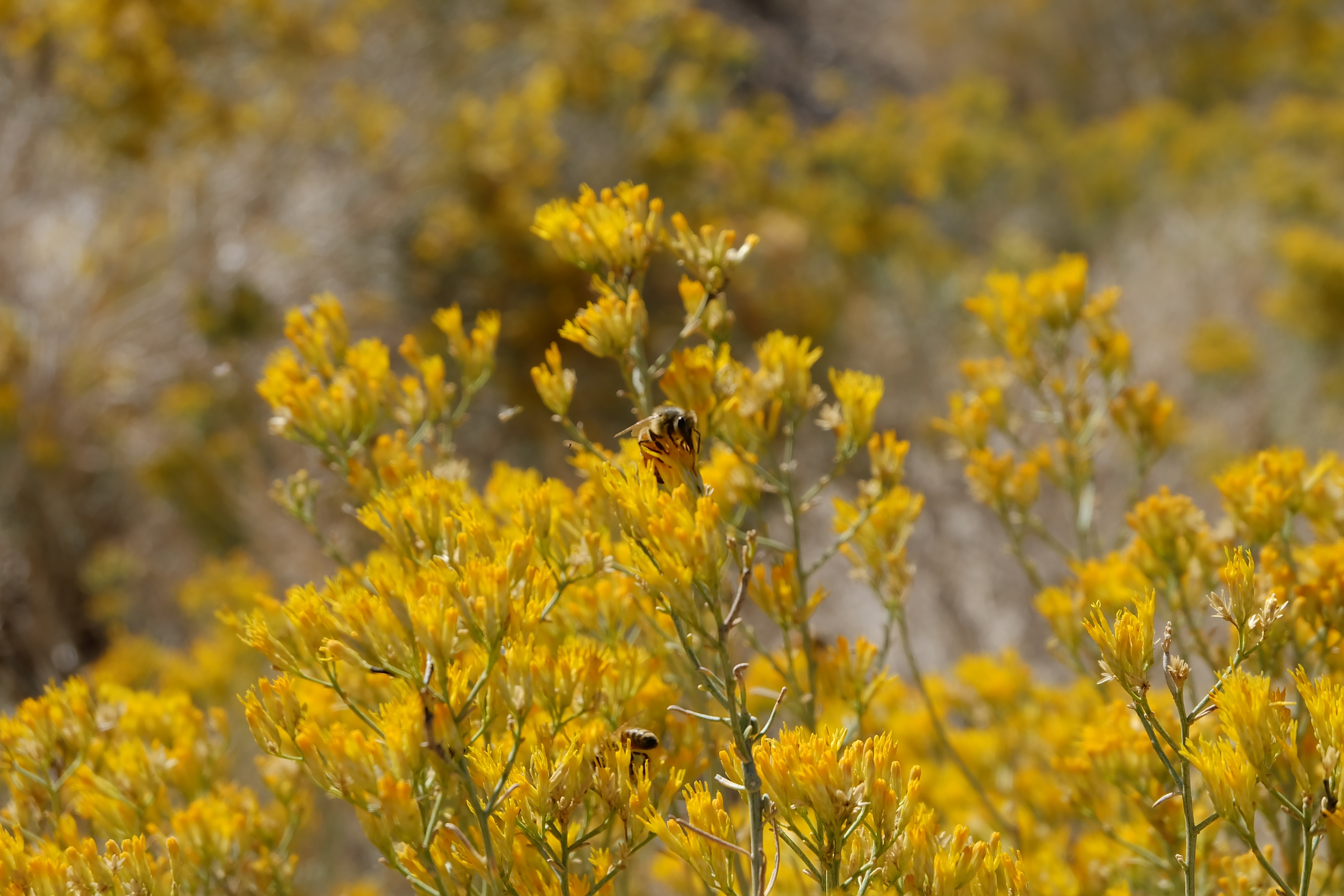 honey bee on yellow petaled flower