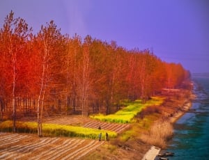 China, Forest, Trees, Spring, Colorful, autumn, tree thumbnail
